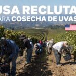 USA recluta para cosecha de uvas